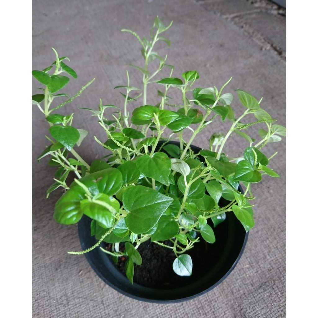 DAUN SIRIH CINA 1kg seagar