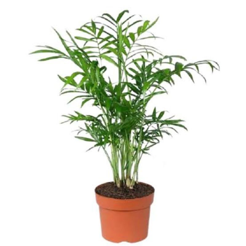 TANAMAN PALEM KOMODORIA - POHON PALEM BAMBU KOMODORIA