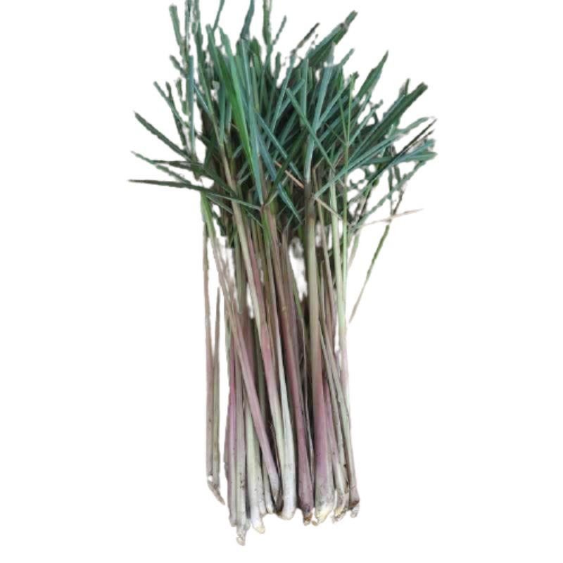 

Termurah Serai wangi segar serai warna merah 100gram organik siap amnil ke kebun