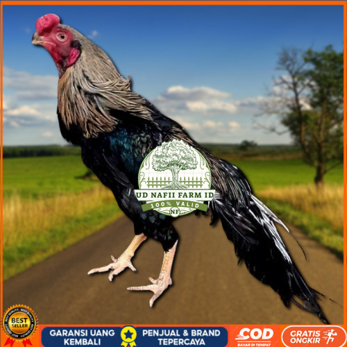 

telur ayam hias assel parrot untuk di tetaskan UD NAFII FARM ID