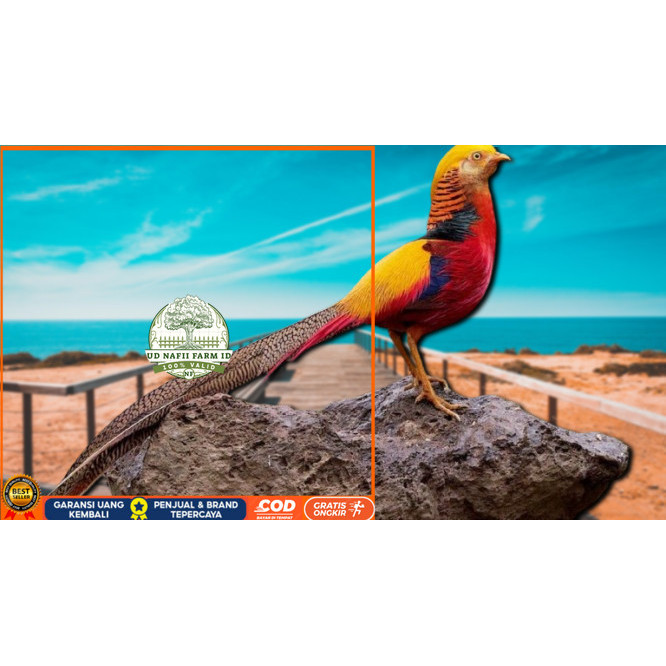 

telur ayam hias goldenpheasant bisa untuk di tetaskan UD NAFII FARM ID