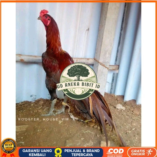 

Telur Ayam Pakhoy Jumbo Vertil Siap Di Tetaskan Jaminan Super Oiginal Bergaransi asli UD ANEKA BIBIT ID