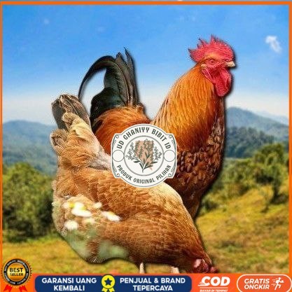 

telur tetas ayam shamo asli UD GHANIYY BIBIT ID