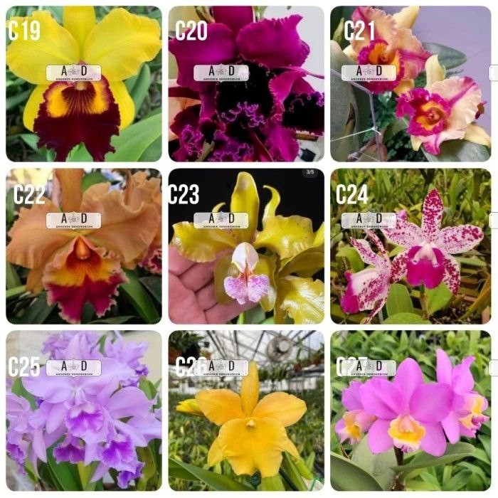 Anggrek Cattleya Remaja