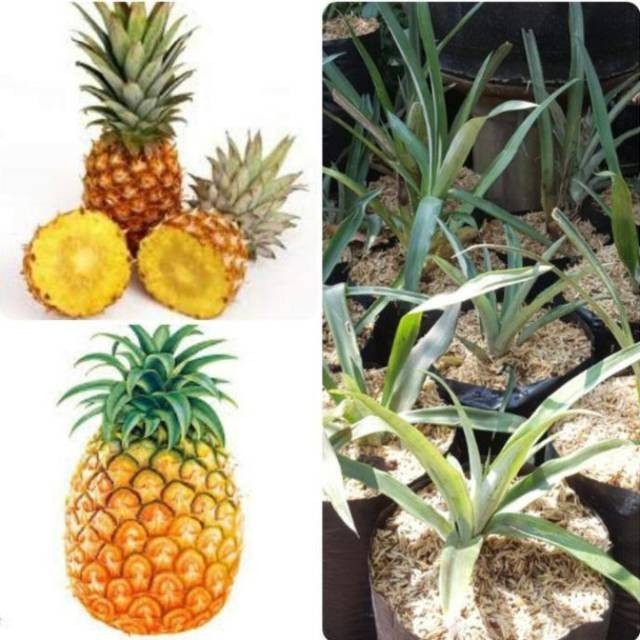 Cod Bibit buah nanas madu paling murah 3 bibit nanas jumbo super madu .
