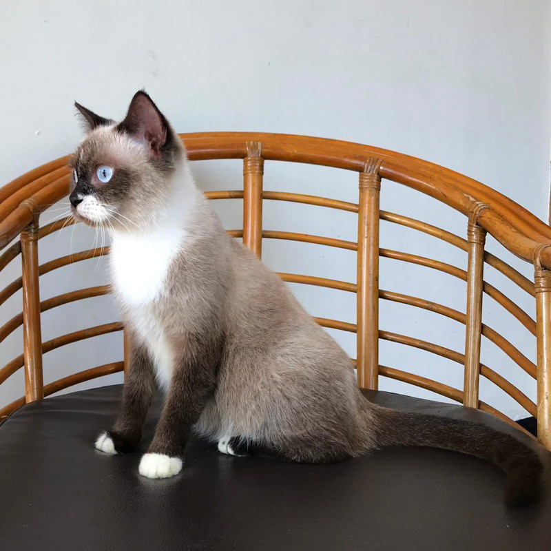 Makanan Kucing RAS Ragdoll mix Siamese Blue Eyes