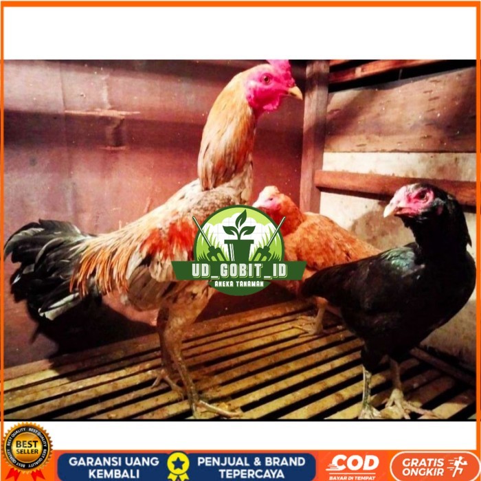 

ayam bulbi tampar tampar telur fertill original berkualitas UD_GOBIT_ID