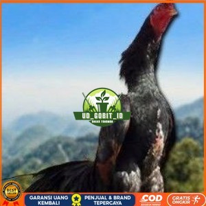 

telur ayam shamo tarung vertil original resmi UD_GOBIT_ID