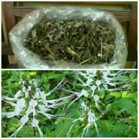 

Daun Kumis Kucing Kering (500gr) / Obat Herbal Tradisional