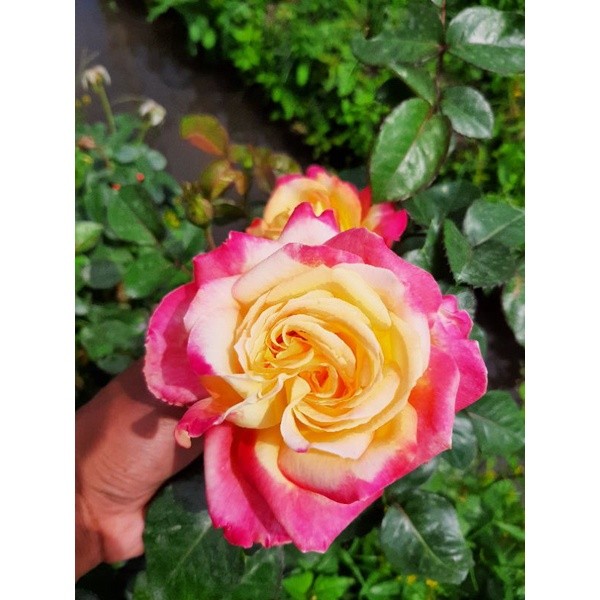 Mawar import summer of love