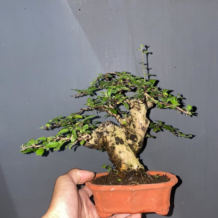 Pesananan bonsai jadi
