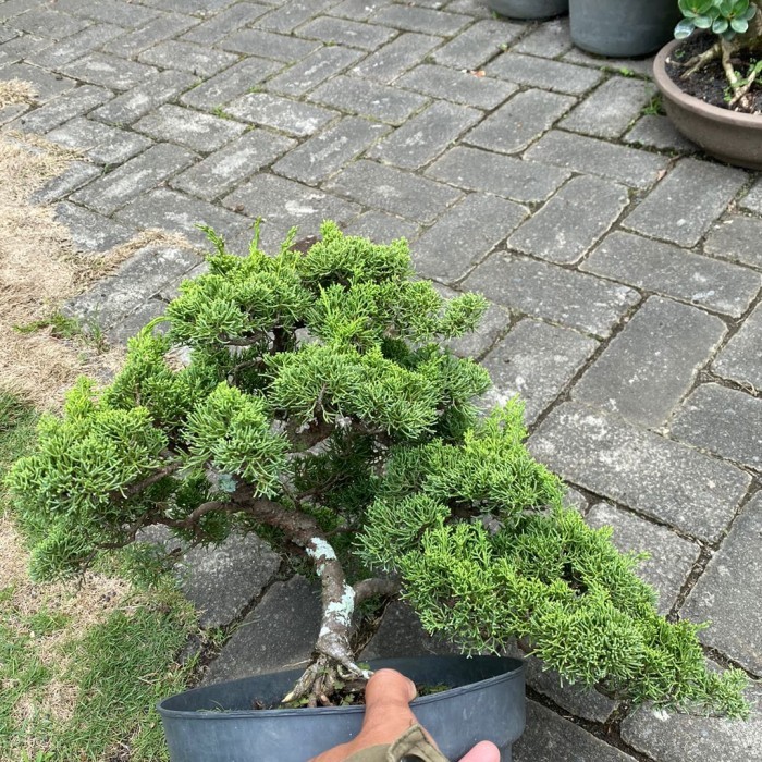 Bonsai cemara sargenti itoigawa original,matang siap pajang