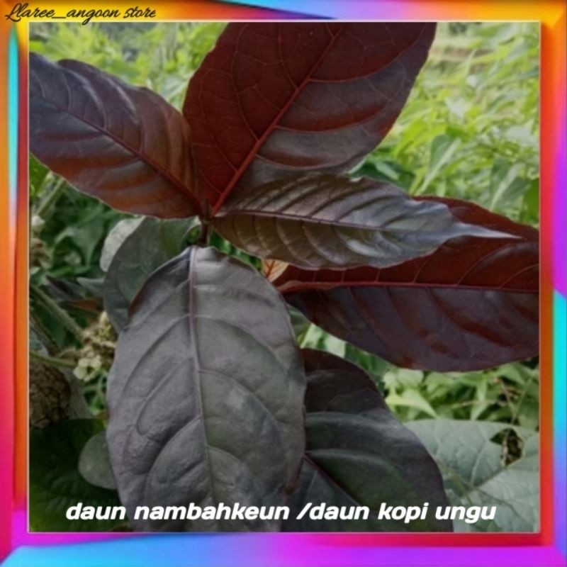 

DAUN HAMBALEUN/DAUN KOPI UNGU/ PER 1 LEMBAR ,