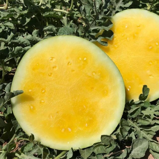 3 Biji - Benih Semangka Kuning AMARELO F1 tanpa biji, rasa manis segar