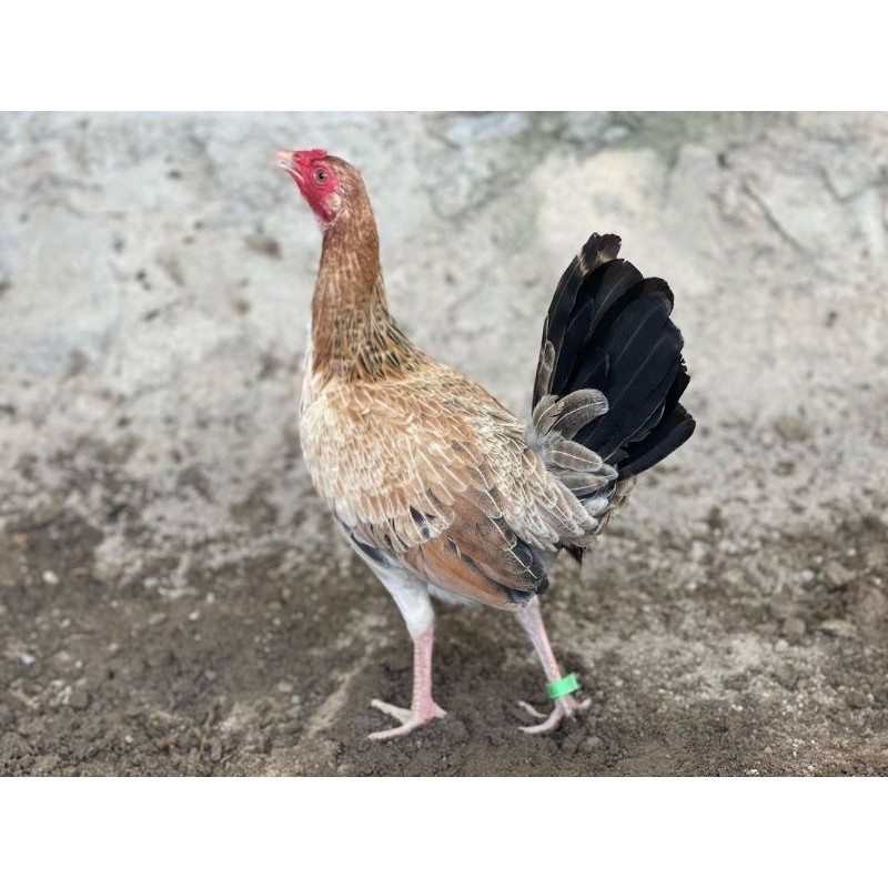 

telur ayam fertil betina sweter paket 4 butir