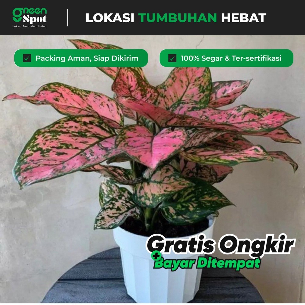 BUNGA AGLONEMA LADY VALENTINE | AGLO PINK BEAUTY