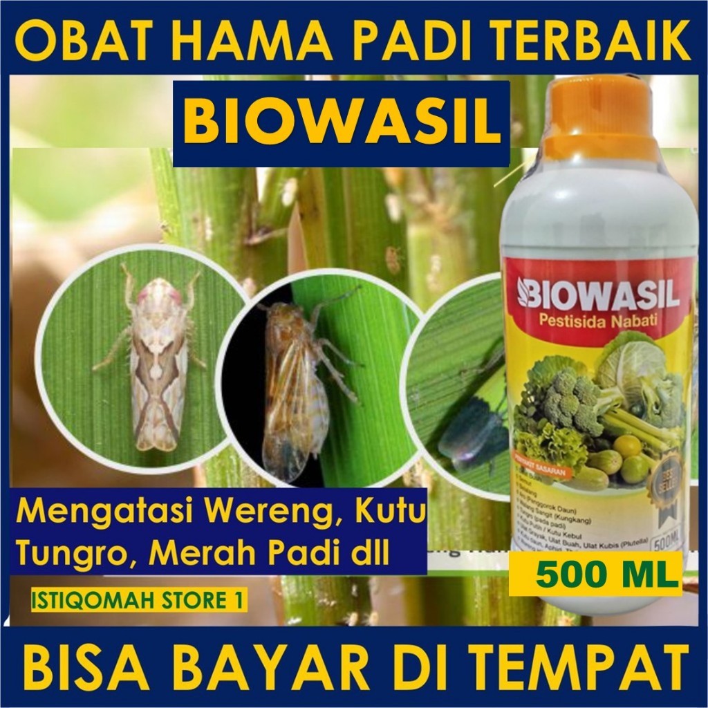 OBAT SEMPROT HAMA WERENG PADI, ASLI Pestisida Nabati BIOWASIL Atasi Hama Wereng Padi dll