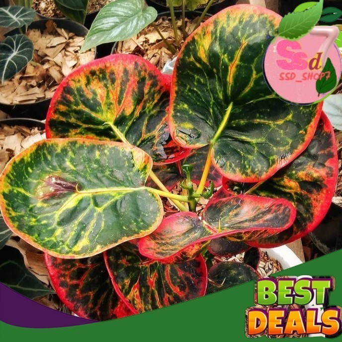 puring apel merah puring apel merah bibit  TANAMAN HIAS puring apel POHON PURING apel / TANAMAN HIAS