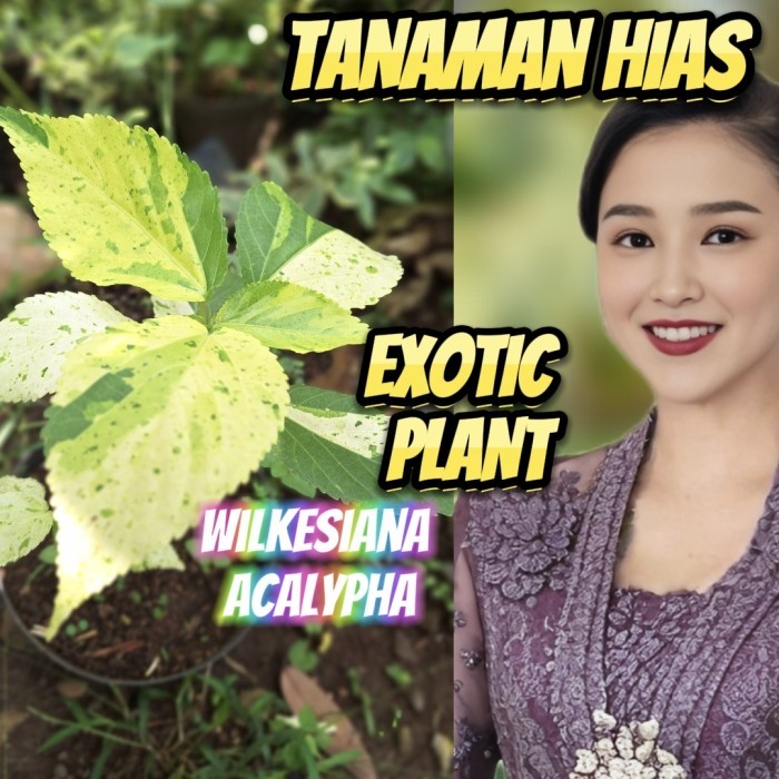 Wilkesiana Acalypha varigata tanaman hias bibit tanaman hias hidup exotic pohon hidup hias bagus unt