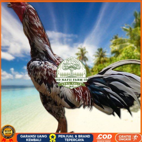 

telur ayam Bangkok mangon ORI (Telur fertil) UD NAFII FARM ID