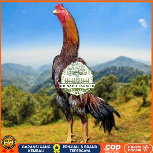 

telur tetas ayam shamo jepang ori UD NAFII FARM ID