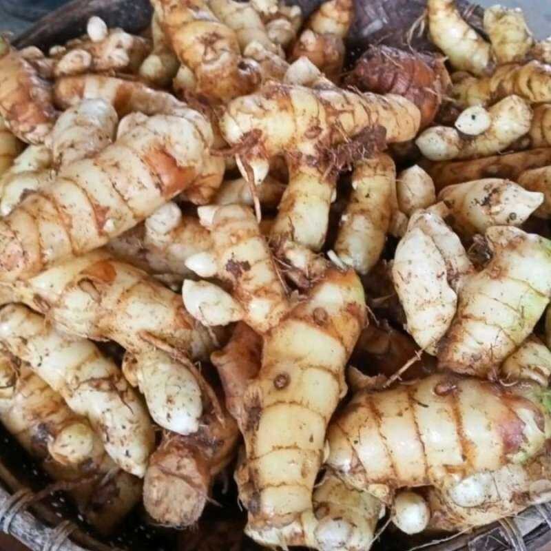

KUNYIT PUTIH/TEMU PUTIH SEGAR FRESH(BERSIH) 500 gram