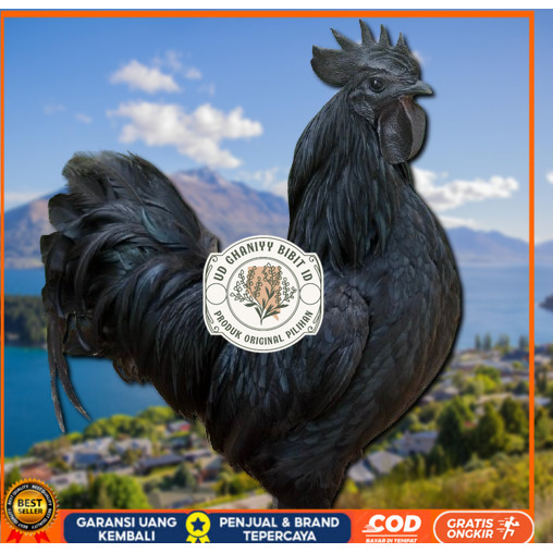

telur ayam cemani lidah hitam ( asli ) bisa untuk di tetaskan jumbo UD GHANIYY BIBIT ID