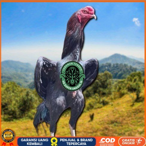 

telur tetas ayam shamo merah UD_SUPER_UNGGUL_ID