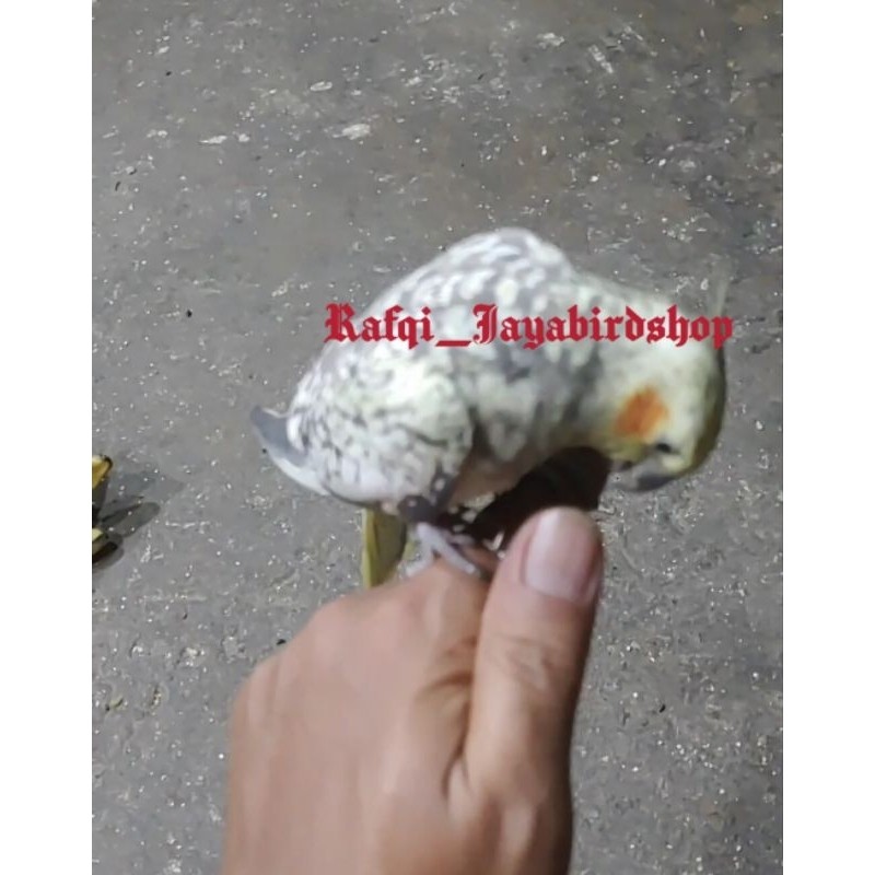 BURUNG FALK JINAK BUAT MAINAN