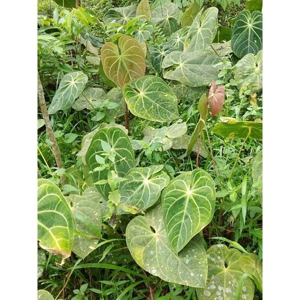 Cod Tanaman Hias Kuping Gajah jumbo Jenis kalong .