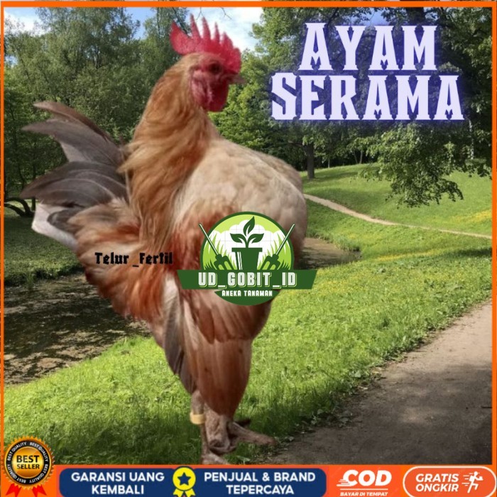 

telur ayam Kate Serama asli pendek original berkualitas UD_GOBIT_ID
