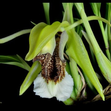 anggrek coelogyne speciosa/anggrek species murah