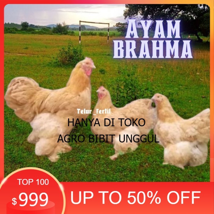

telur ayam brahma asli bisa untuk di tetaskan original berkualitas agro.bibit.unggul