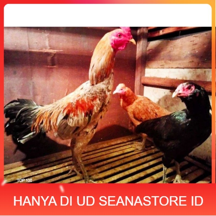 

ayam bulbi tampar tampar telur fertill original berkualitas UD SEANASTORE ID