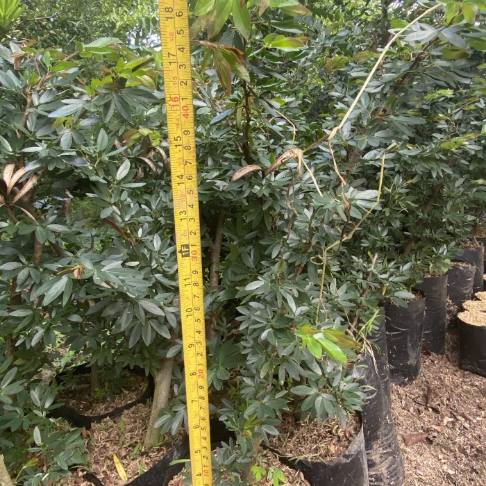 bahan bonsai kaliandra surinamensis sudah berbunga