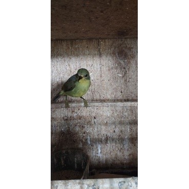 kowul BTN ( buat cas )