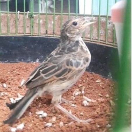 BRANJANGAN JAVANICA ALEANA JANTAN MULUS