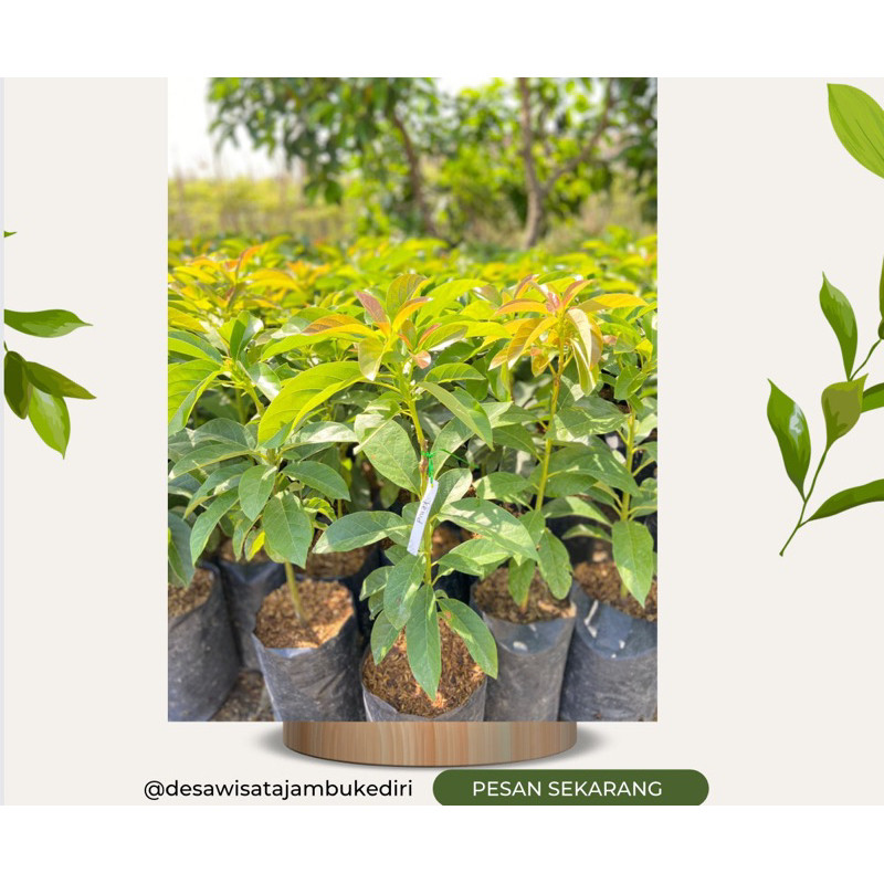 BIBIT ALPUKAT DESA WISATA JAMBU KEDIRI