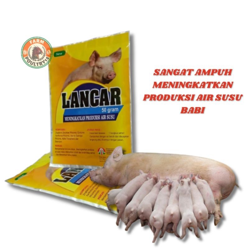 LANCAR BABI SERBUK CAMPUR PAKAN BABI AMPUH MENINGKATKAN PRODUKSI AIR SUSU PADA INDUK BABI MEMPERBANY