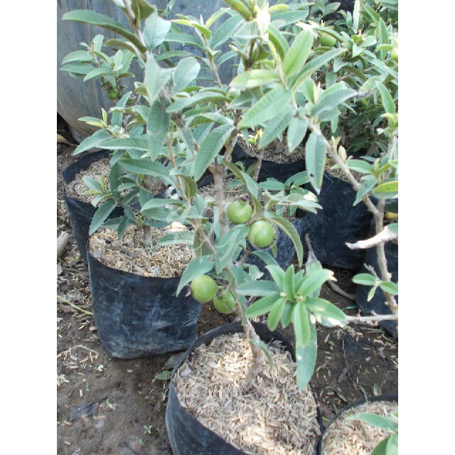 Bibit Buah Jambu Biji Mini (Hidup Berakar Siap Berbuah)