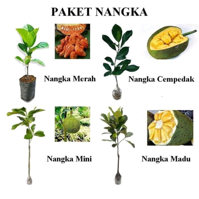 Paket 4 Bibit Nangka Okulasi Cepat Berbuah