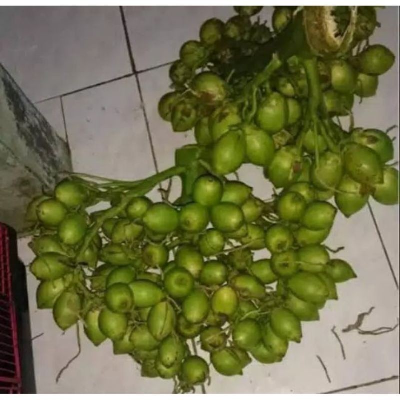 

Promo Buah Pinang Muda Segar, Buah Pinang Jambe, Buah Pinang Muda 1 kg COD ready stok