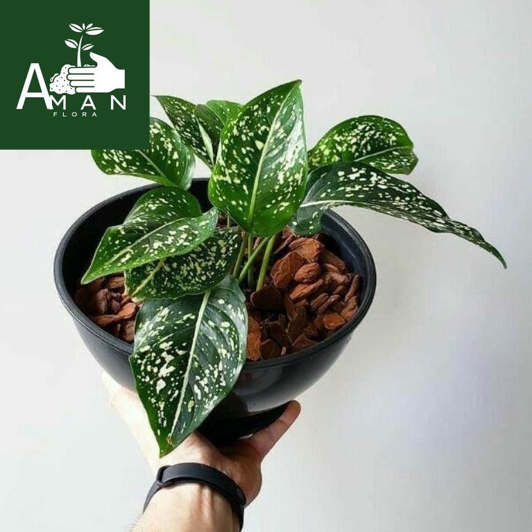 ( BISA COD ) Tanaman Hias Aglonema Srikit Totol Putih Bunga Hias Aglaonema Serikit / Tanaman Hidup A
