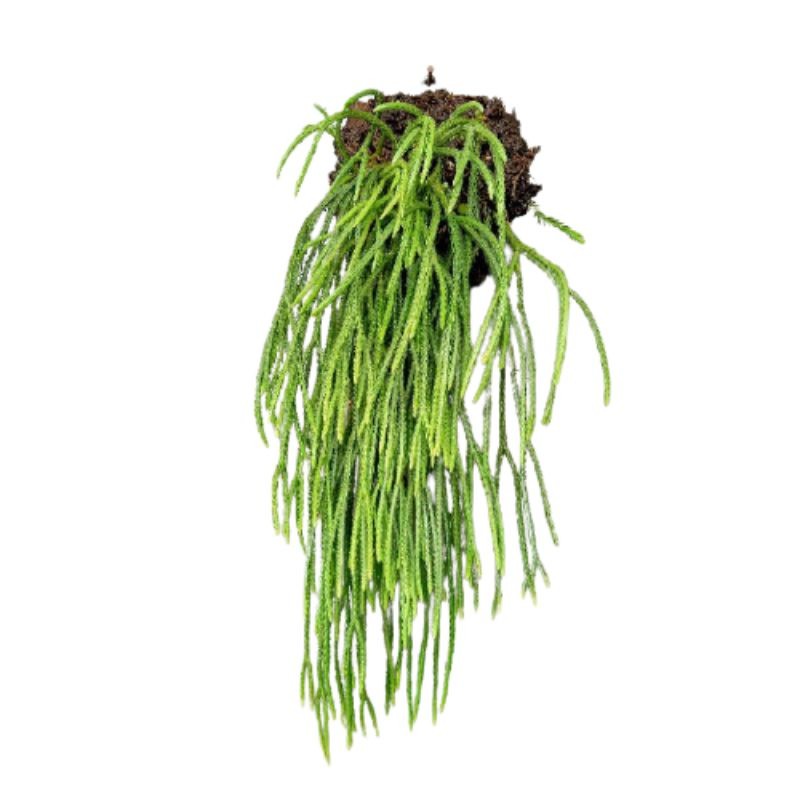 Termurah (TERMURAH) bibit Rumpai lycopodium EKOR KUDA tanaman hias rumpai original/gambar asli