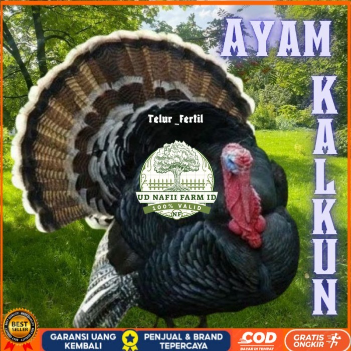 

telur ayam kalkun untuk ditetaskan original berkualitas UD NAFII FARM ID