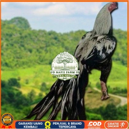 

telur Ayam Bangkok Clasik ekor lidi Fertil terlaris UD NAFII FARM ID