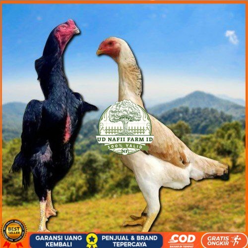

telur ayam shamo japan original UD NAFII FARM ID