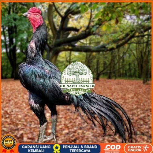 

Telur Ayam Pakhoy Super Vertil Siap Di Tetaskan Jaminan Super Oiginal Bergaransi super UD NAFII FARM ID