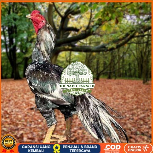 

Telur Ayam Pakhoy Trah Pitt Bull Vertil Siap Di Tetaskan Jaminan Super Oiginal Bergaransi UD NAFII FARM ID