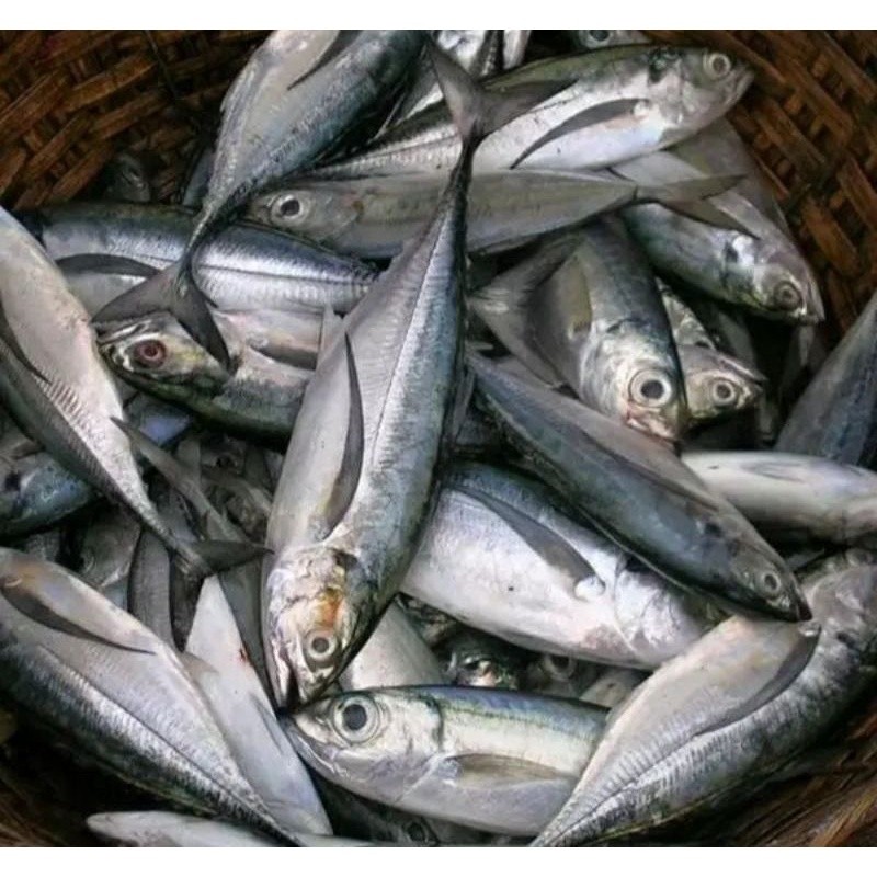

Ikan Cakalang Tengkek Segar Fresh Frozen 1kg